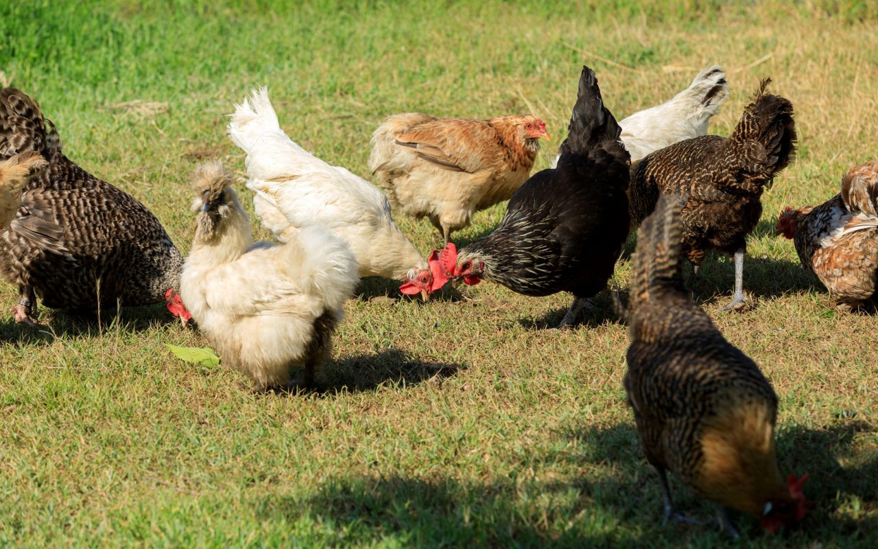 Grand Hôtel de Cala Rossa_Lecci